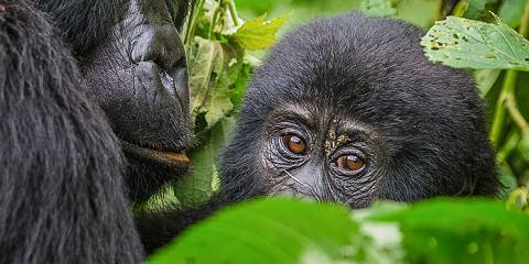 Luxury Gorilla Safari