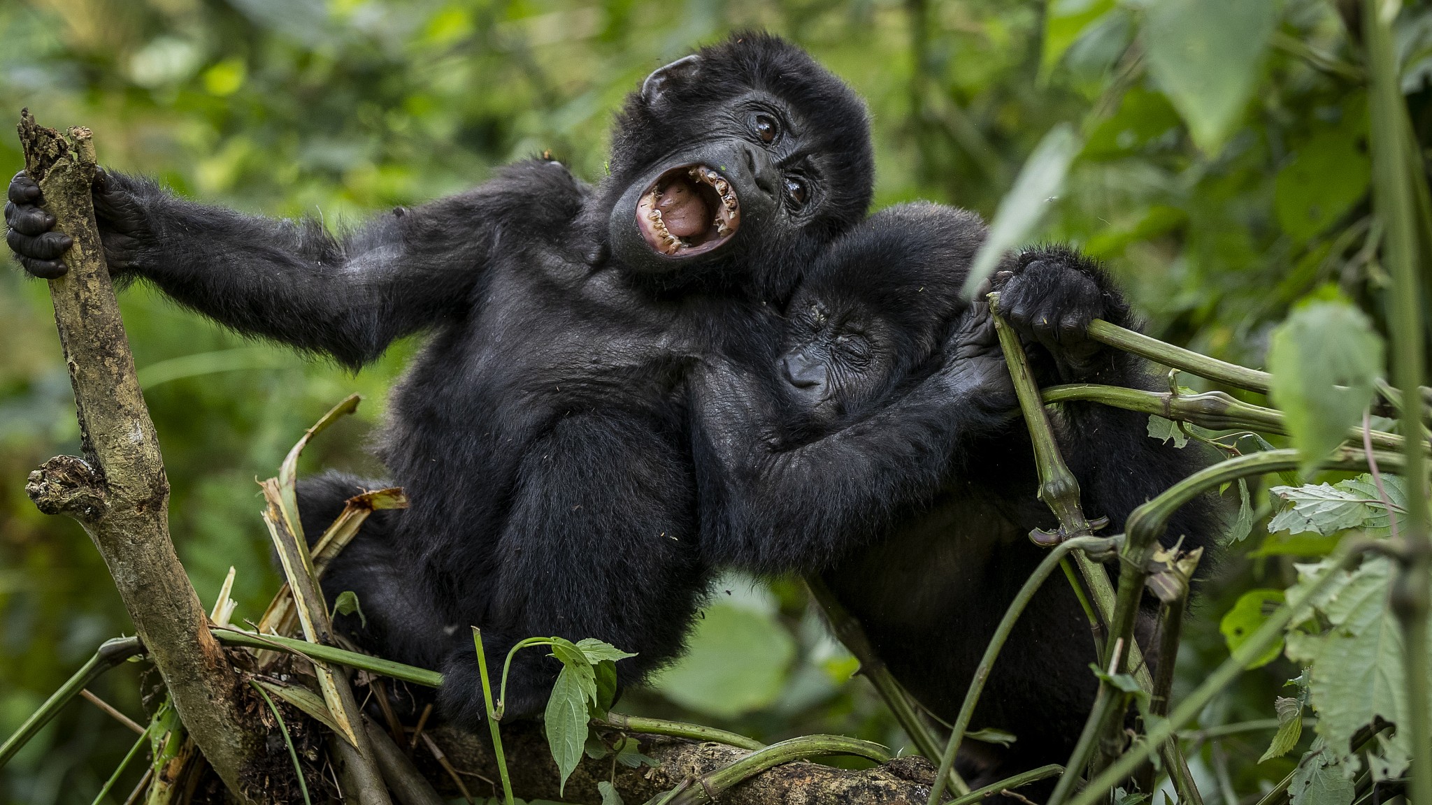 Rwanda Safaris