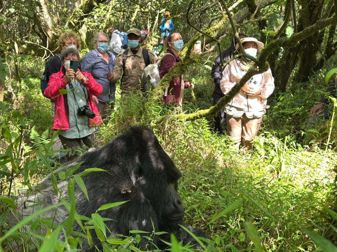 Premium Wildlife Safari