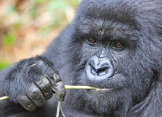 Exclusive Gorilla Safari