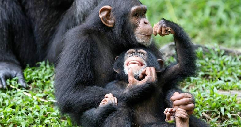 where-to-see-chimpanzees-in-uganda-top-tracking-destinations